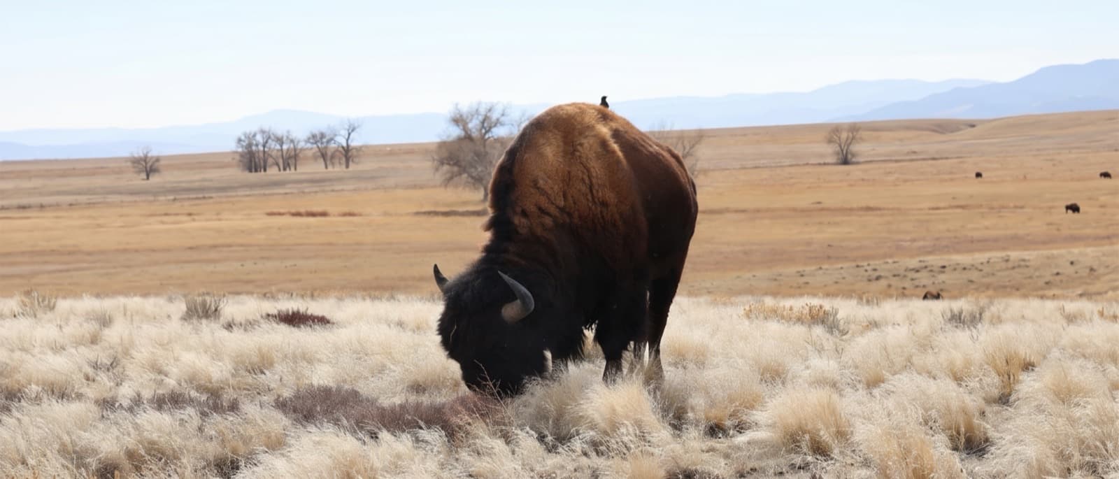 A bison grazing on open grassland beneath distant mountains — part of the original nature photography that inspires TV Sleeve's woven designs.