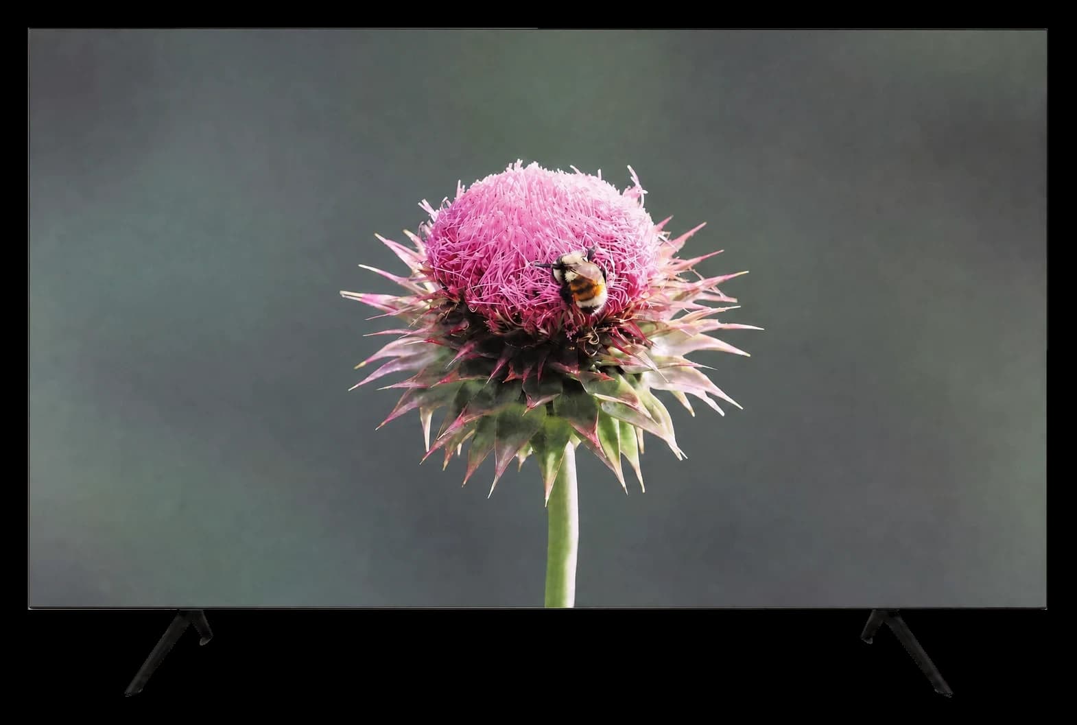 65-inch TV wearing the Flower cover — pink thistle and bumblebee